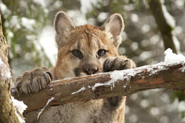 Młody puma siedzi na drzewie