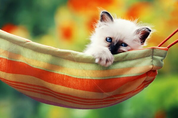 A small kitten with a dark muzzle in a hammock