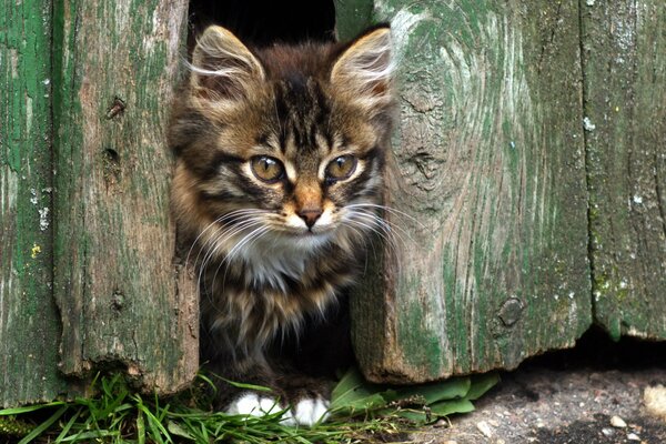 Peeping chaton de derrière la clôture