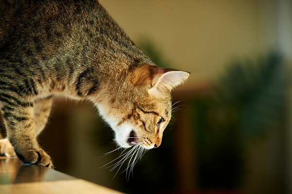 Chat sur le bord de la table. Moustache blanche et crocs de chat