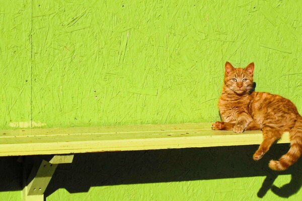 Gato rojo en la pared de fondo verde claro