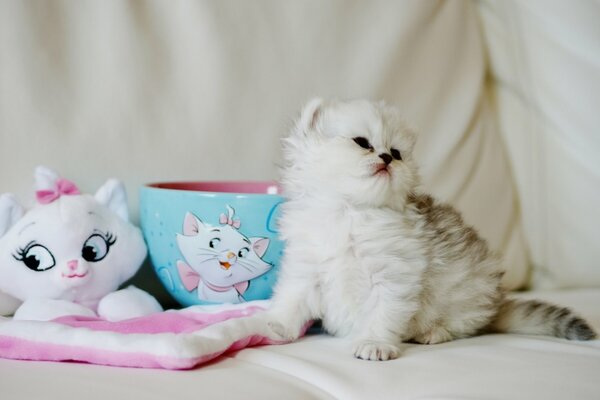 A small fluffy kitten is sitting with toys