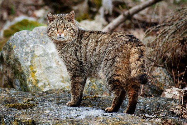 Un gato adulto se encuentra en las rocas entre las ramas. Hay musgo en las piedras