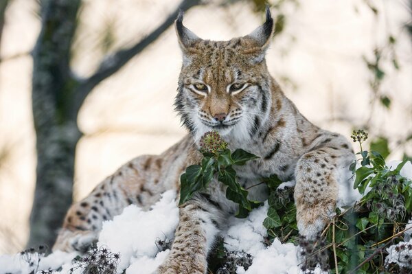 Beau Lynx dans une clairière enneigée