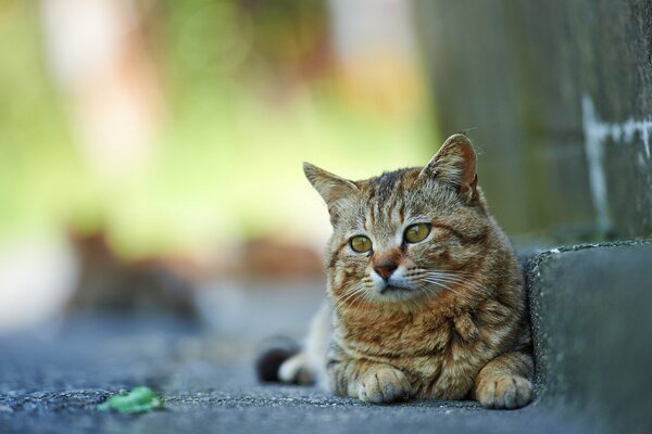 A cat is sitting on a step outside