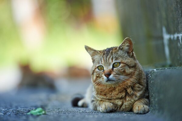 Кошка на улице сидит на ступеньке