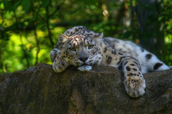 Leopardo de las Nieves, descansando sobre la piedra