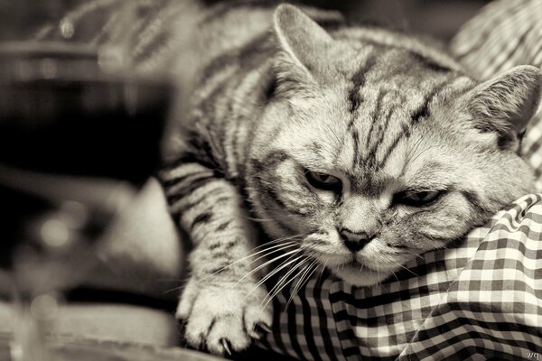 A British cat with a beautiful muzzle and small paws with claws