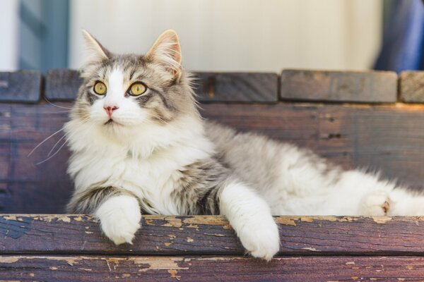 Eine schöne Katze sitzt auf Pulver und schaut irgendwo hin