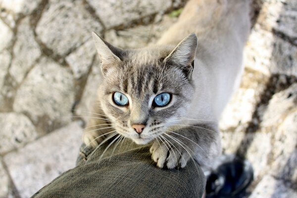 A walking cat with blue eyes