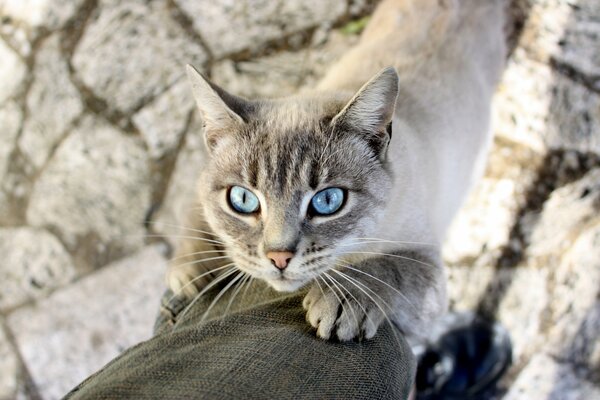 Chat marchant avec des yeux bleus