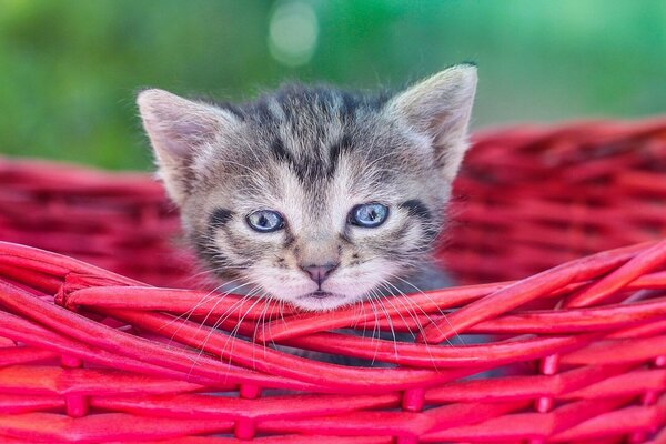 The kid in the basket wants to get out of there to skip to look for his mother