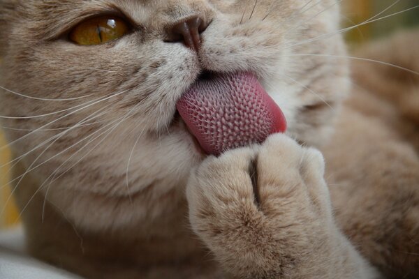 Peach cat washes paw with rough tongue