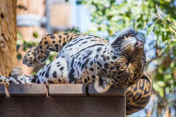 Ягуар на парке нашол свободный скамейку решил отдохнуть