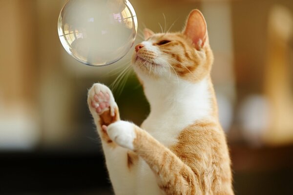 Рыжий кот хочет лопнуть мыльный пузырь