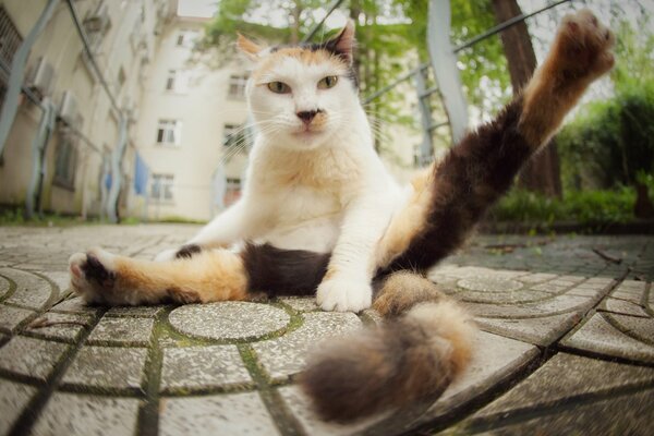 Cat angle from bottom to top on asphalt