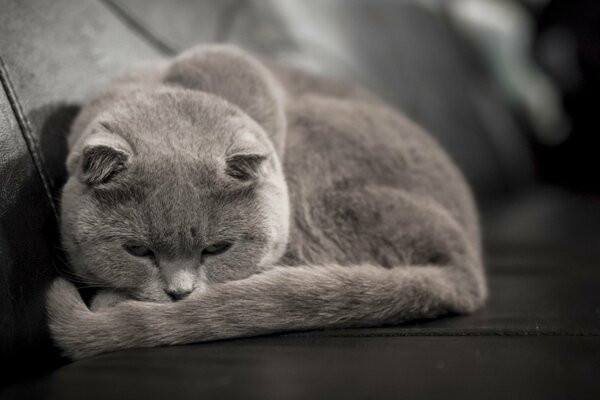 Gris gato británico se acuesta en el Sofá