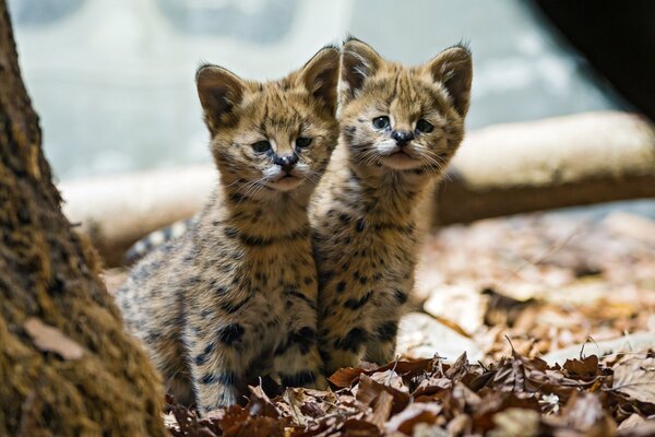 Two serval kittens in leaves