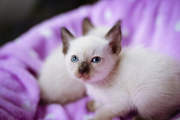 Guapos blancos con ojos azules