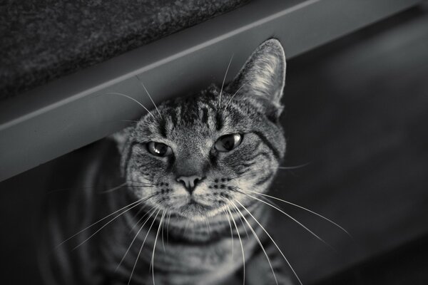 Chat rayé en noir blanc