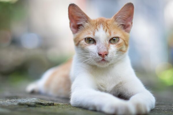 A white-red cat poses with a haughty look