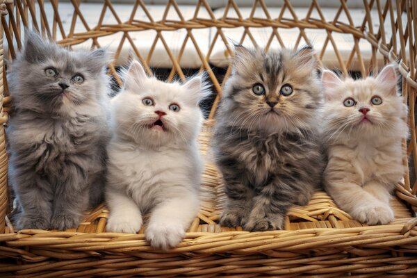 Vier Kätzchen auf einem Korbhintergrund