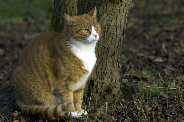 Chat sur fond de nature