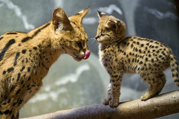 Maman et bébé servals après la chasse