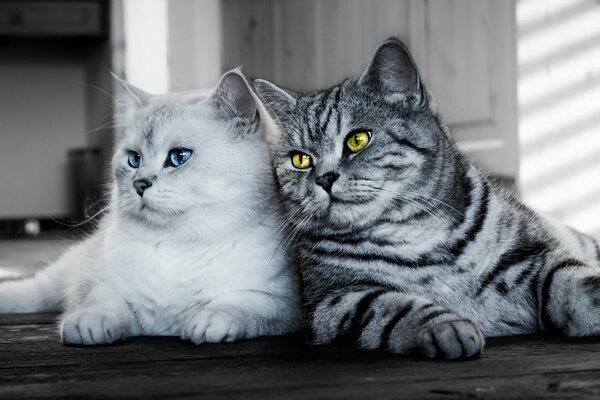 Regard de chat sur fond gris