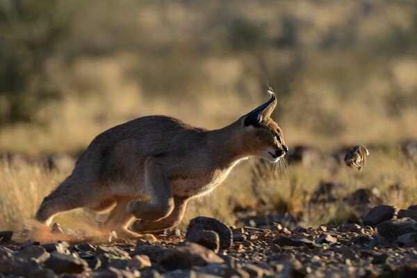 Steppe lynx hunts a bird