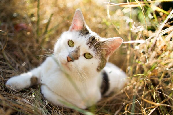 Gato blanco con manchas en la naturaleza