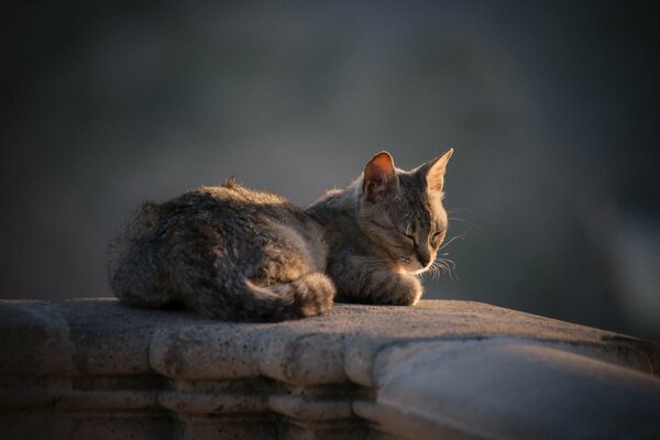 Sleeping cat background, view