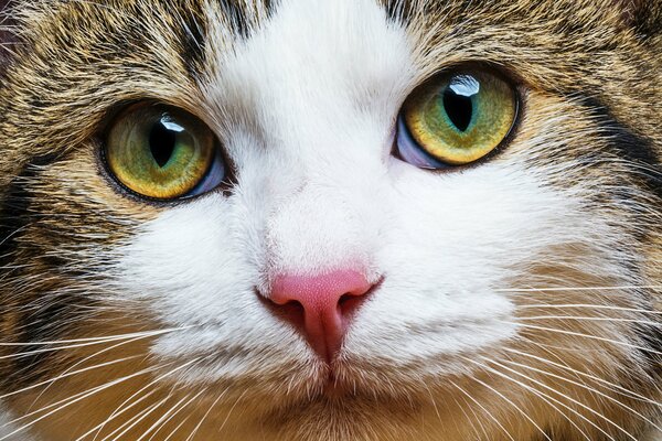 The muzzle of a red cat in close-up