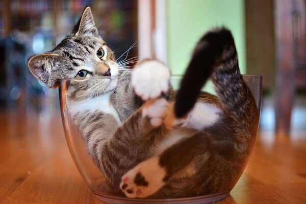 Cat, cat, kitten in a bowl