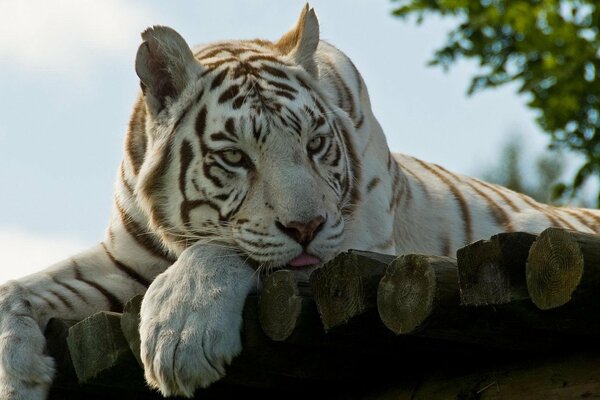 Le regard triste du tigre blanc