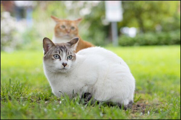Рыжая и белая кошка на фоне травы