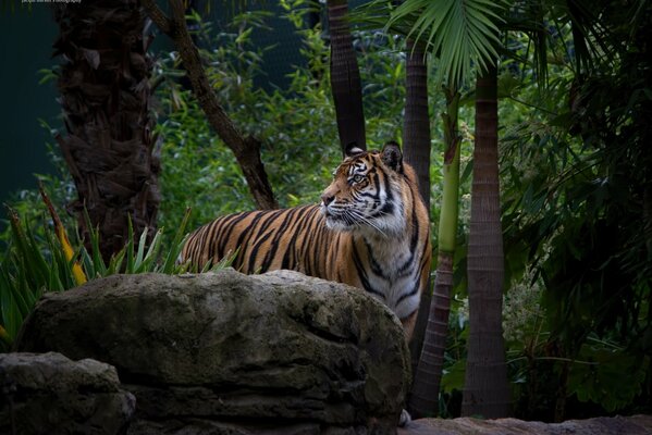 Tiger s muzzle in the thickets of the zoo