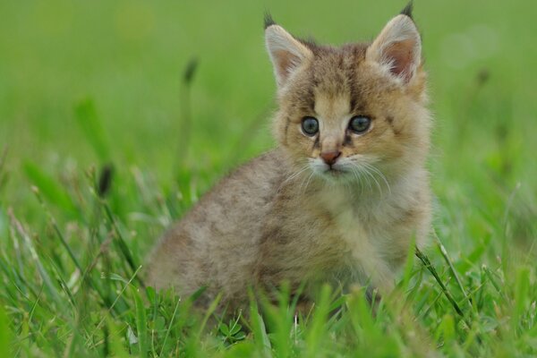 A little lynx is sitting in the grass