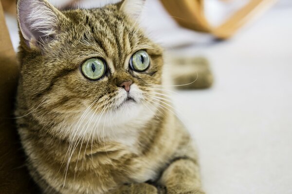 Gato de pelo corto con ojos saltones