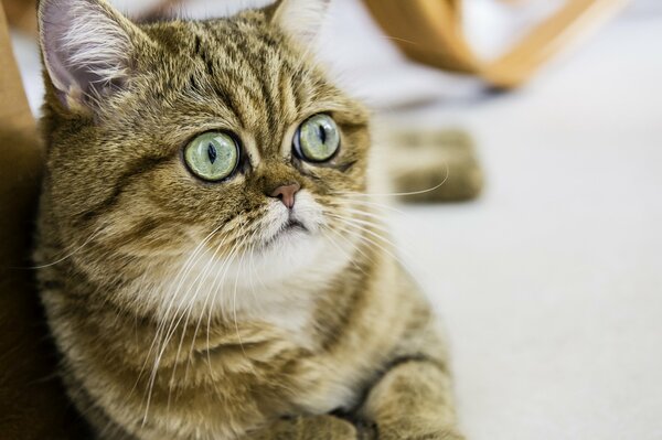 Krótkowłosy kot z wyłupiastymi oczami