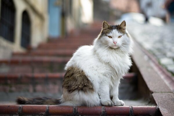 Katze mit unfreundlichem Blick auf der Treppe