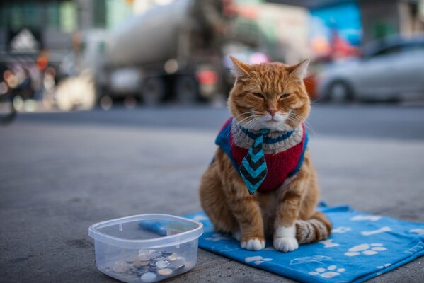 Triste gatto dai Capelli rossi implora una sciocchezza all aperto