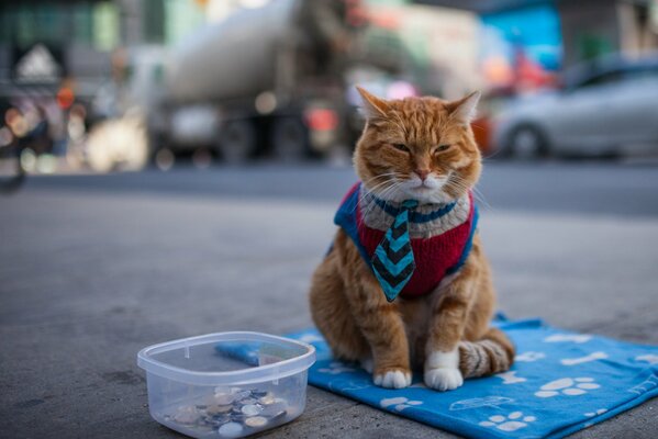 Грустный рыжий кот выпрашивает мелочь на улице