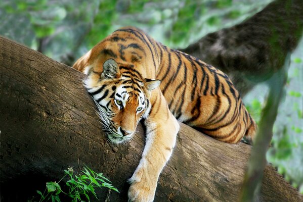 The tiger is resting on a tree with his head hanging down