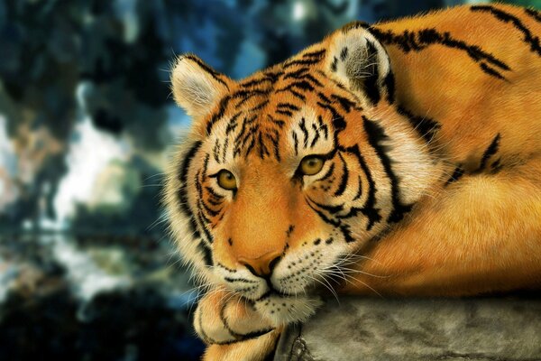 Le regard d un tigre tranquille