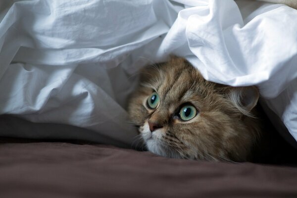 A red fluffy cat under a white blanket