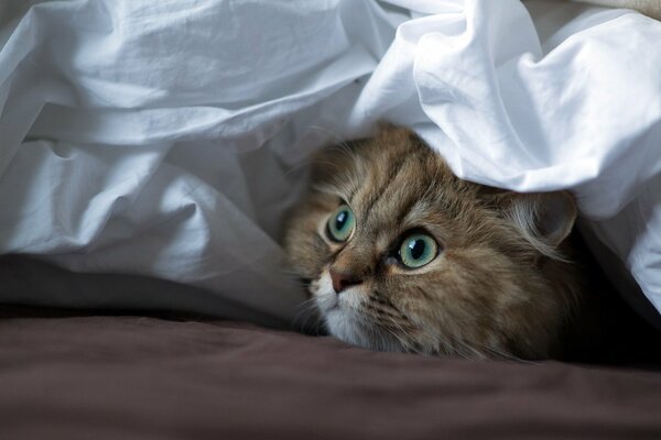 Рыжая пушистая кошка под белым одеялом