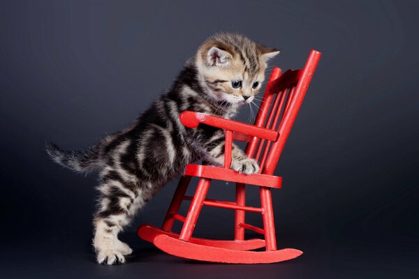 A little kitten with a rocking chair