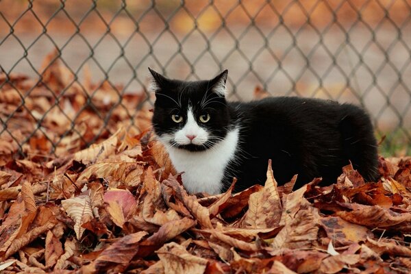 Gatto dietro il fervore, in piedi nel fogliame autunnale