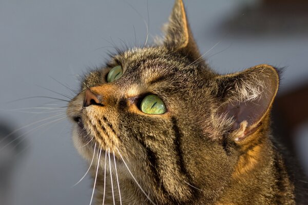 Gato de ojos verdes Mira la comida quiere comer